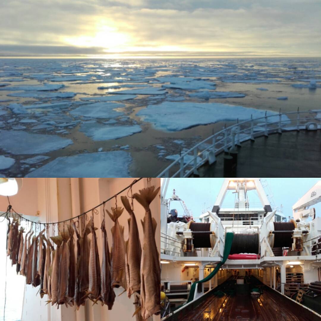 Sunrise in the #arcticocean #yermakplateau proving that #oceanography is