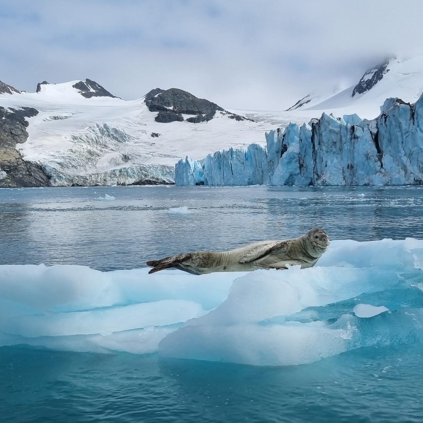 Another year, another South Orkney ecosystem survey done!