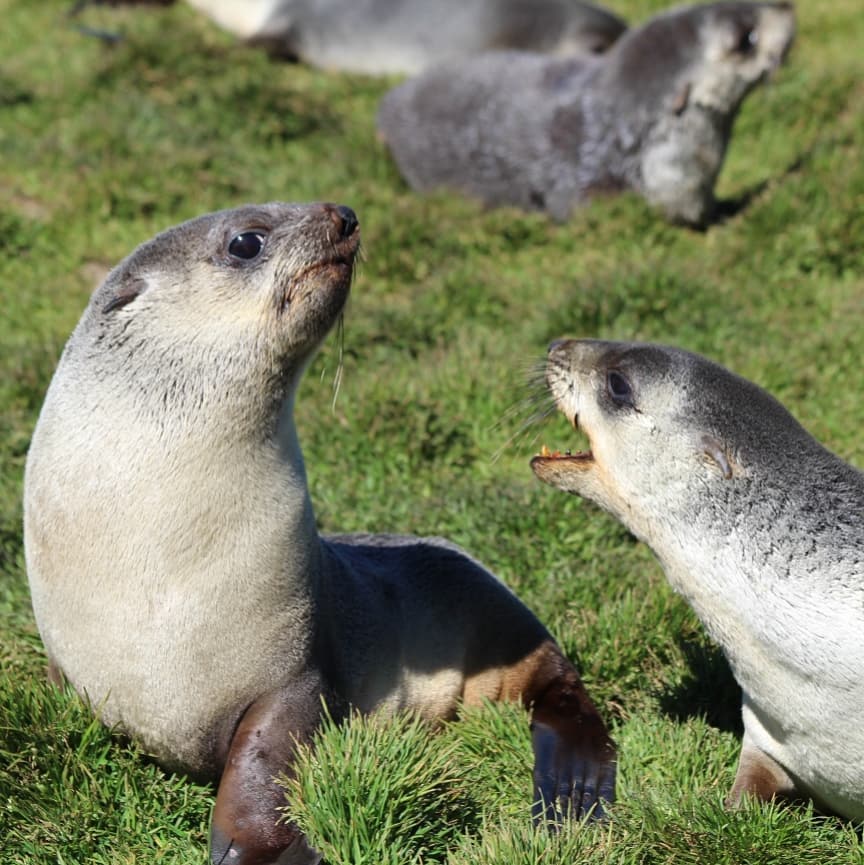 Surely one of earth's most amazing places: South Georgia is home to #furseals