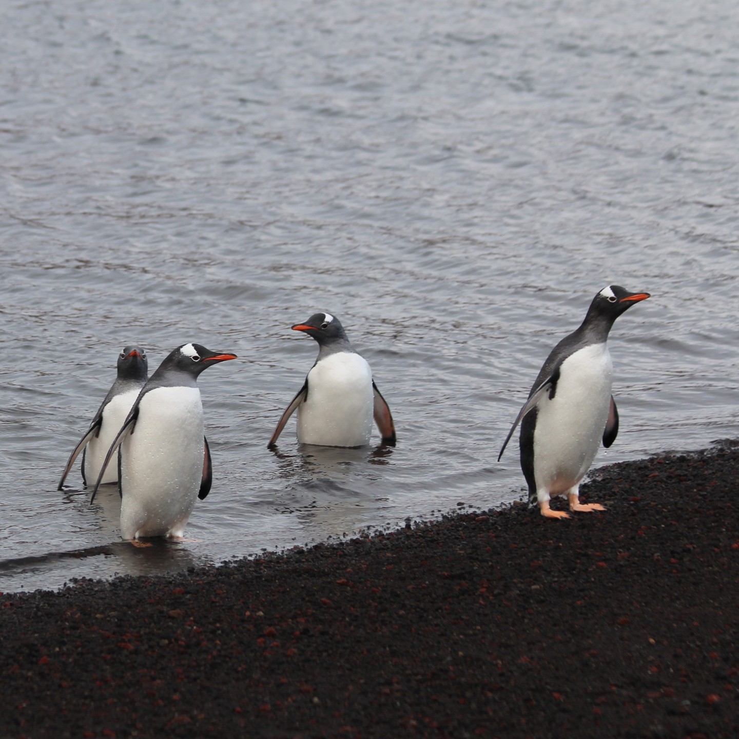 After the first survey a colleague and me boarded a Hurtigruten vessel to